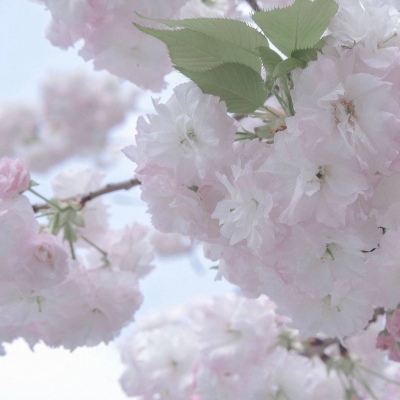 Furry绘画原创思路福瑞群